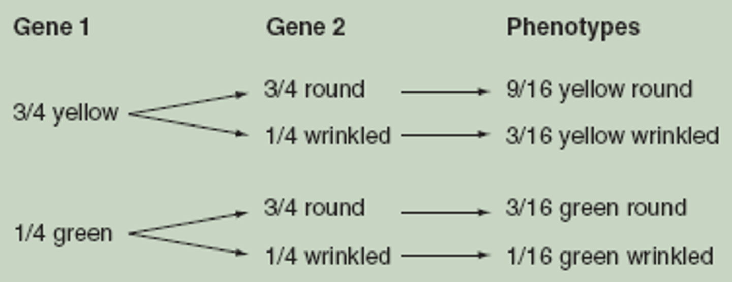 <p>a method for systematically listing the expected results of multigene crosses</p>