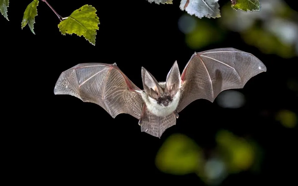 <p><mark data-color="#9ab6c0" style="background-color: #9ab6c0; color: inherit">Order Chiroptera</mark></p>
