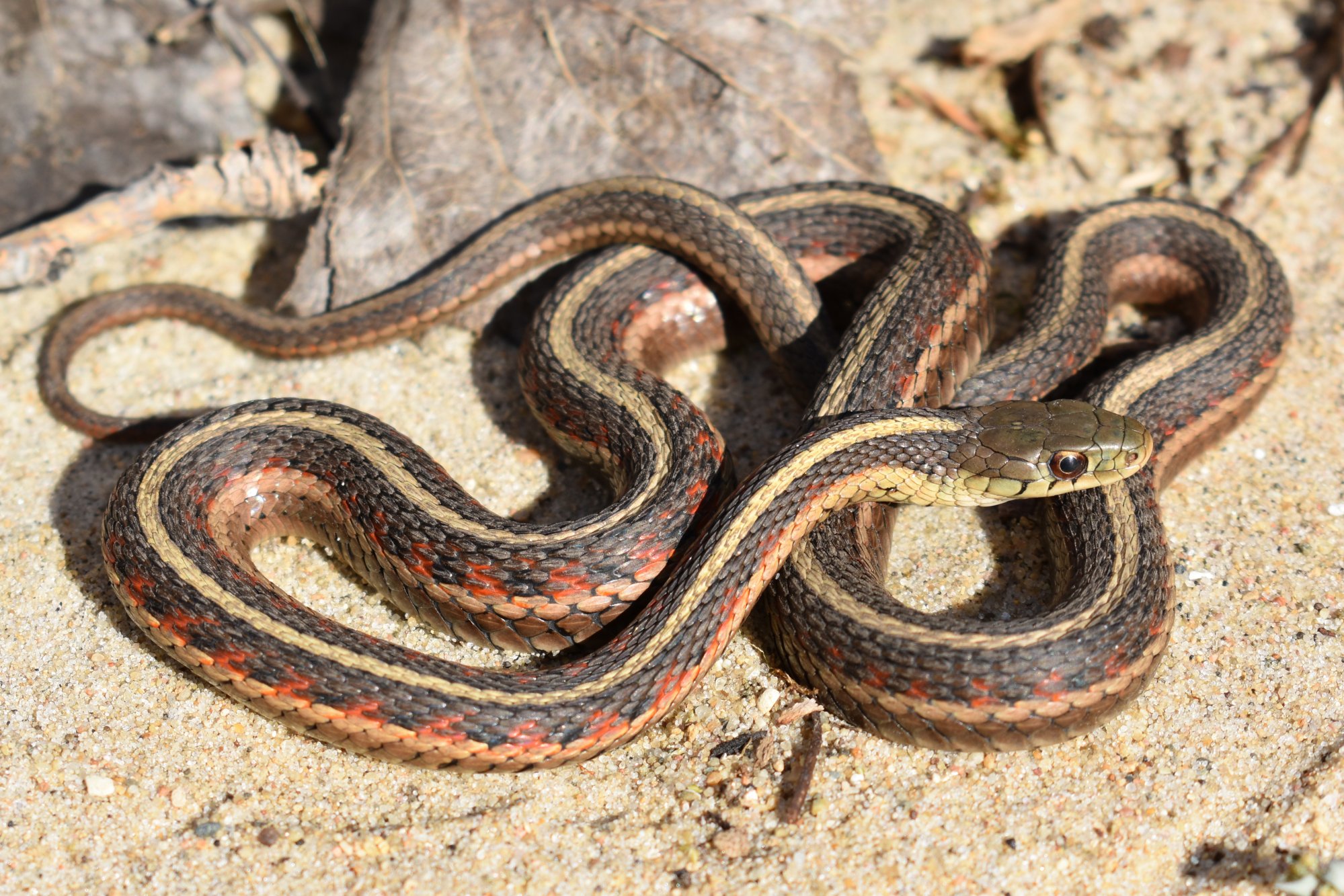 <p>Gartersnake</p>
