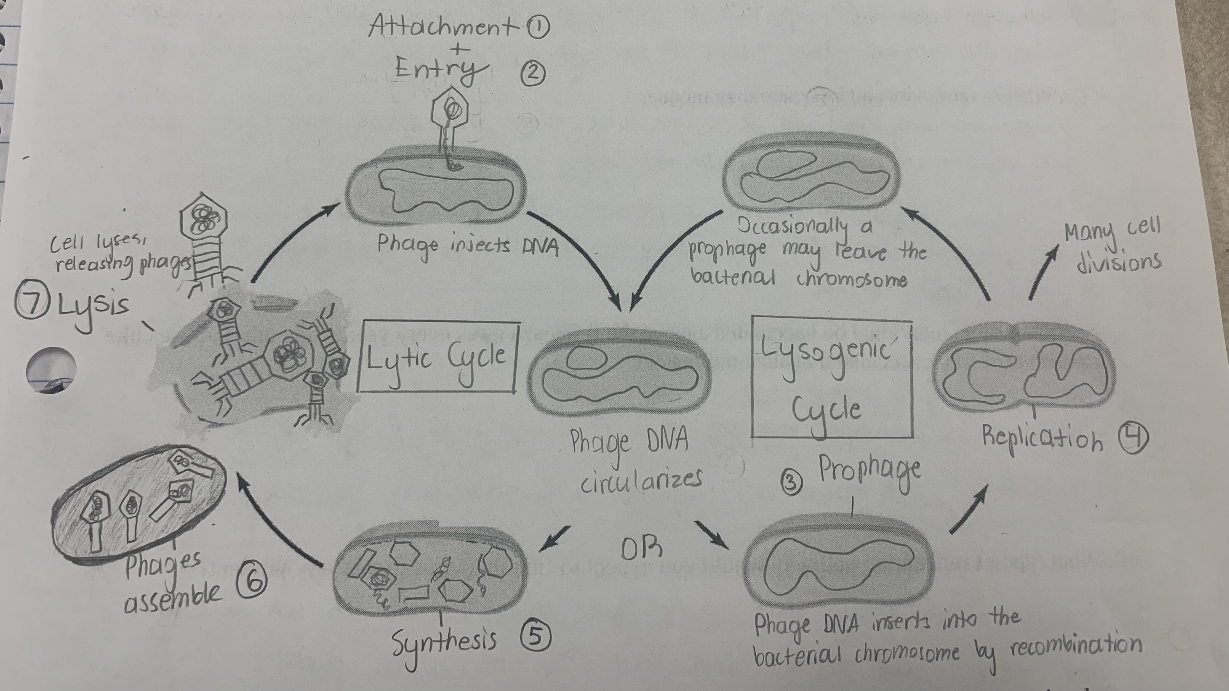 <p><mark data-color="yellow" style="background-color: yellow; color: inherit">Lytic cycle</mark><br><br>The method of viral replication. Resulting in the destruction of the infected cell.<br></p><p>1. <mark data-color="yellow" style="background-color: yellow; color: inherit">Attachment</mark>: the virus chemically recognizes a host cell (e.g. bacterium) and attaches to it. Either the whole virus or only its DNA or RNA material enters the cells’ cytoplasm.</p><p>2. <mark data-color="yellow" style="background-color: yellow; color: inherit">Synthesis</mark> of protein and nucleic acid units: genetic info contained in the viral DNA or RNA directs the host cell in replicating viral components (capsid, viral proteins)</p><p>3. <mark data-color="yellow" style="background-color: yellow; color: inherit">Assembly</mark>: The viral nucleic acids, enzymes and proteins are brought together and assembled into new virus particles.</p><p>4. <mark data-color="yellow" style="background-color: yellow; color: inherit">Release</mark>: the newly formed virus particles are released from the infected cell, and the host cell dies.</p><p>Cancer-causing viruses have a <mark data-color="yellow" style="background-color: yellow; color: inherit">lysogenic cycle</mark> where the host cell may coexist with the cell and the virus remains dormant with replicating cells.</p>