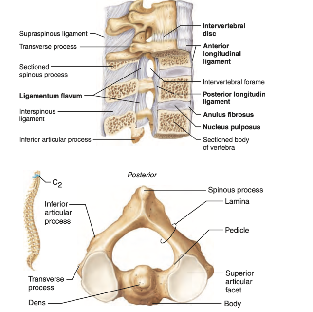 <ul><li><p>ligamentum longitudinale posterius</p></li><li><p>ligamentum longitudianale asterius</p></li></ul><p></p>