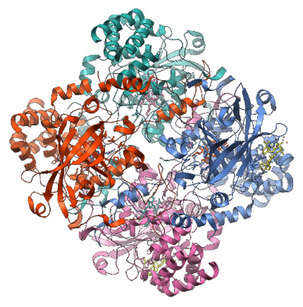<p>- <span class="bgP">Conjugated protein</span> (<span class="bgP">enzyme</span>)</p><p>- Has <span class="bgP">4 haem groups</span></p><p>- <span class="bgP">Fe2+ ion</span> allows it to <span class="bgP">breakdown hydrogen peroxide</span> into <span class="bgP">water</span> and <span class="bgP">oxygen</span> (common byproduct of metabolism which is damaging to cells) </p>