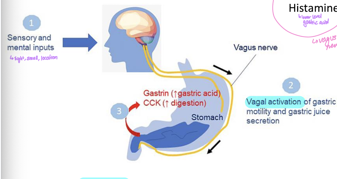 <ul><li><p>digestion begins in the brain with sensory inputs&nbsp;</p></li><li><p>vagal activation of gastric motility and gastric juice secretion&nbsp;</p></li></ul><p></p>