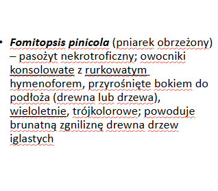 <p>Fomitopsis pinicola</p><p>Gr.: BASIDIOMYCOTA</p><p>Podgr.: AGARICOMYCOTINA</p><p>Kl.: Agaricomycetes </p><p>Rz.: Polyporales </p>