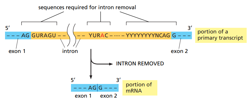 <ul><li><p>It needs to recognize three sequences : the 5’ splice site, the 3’ splice site and the branch point.</p></li><li><p>The splice sites contain both intron and exon sequence as it’s the junction.</p></li><li><p>Sequence recognition happens through base-pairing with the snRNAs.</p></li></ul><p></p>