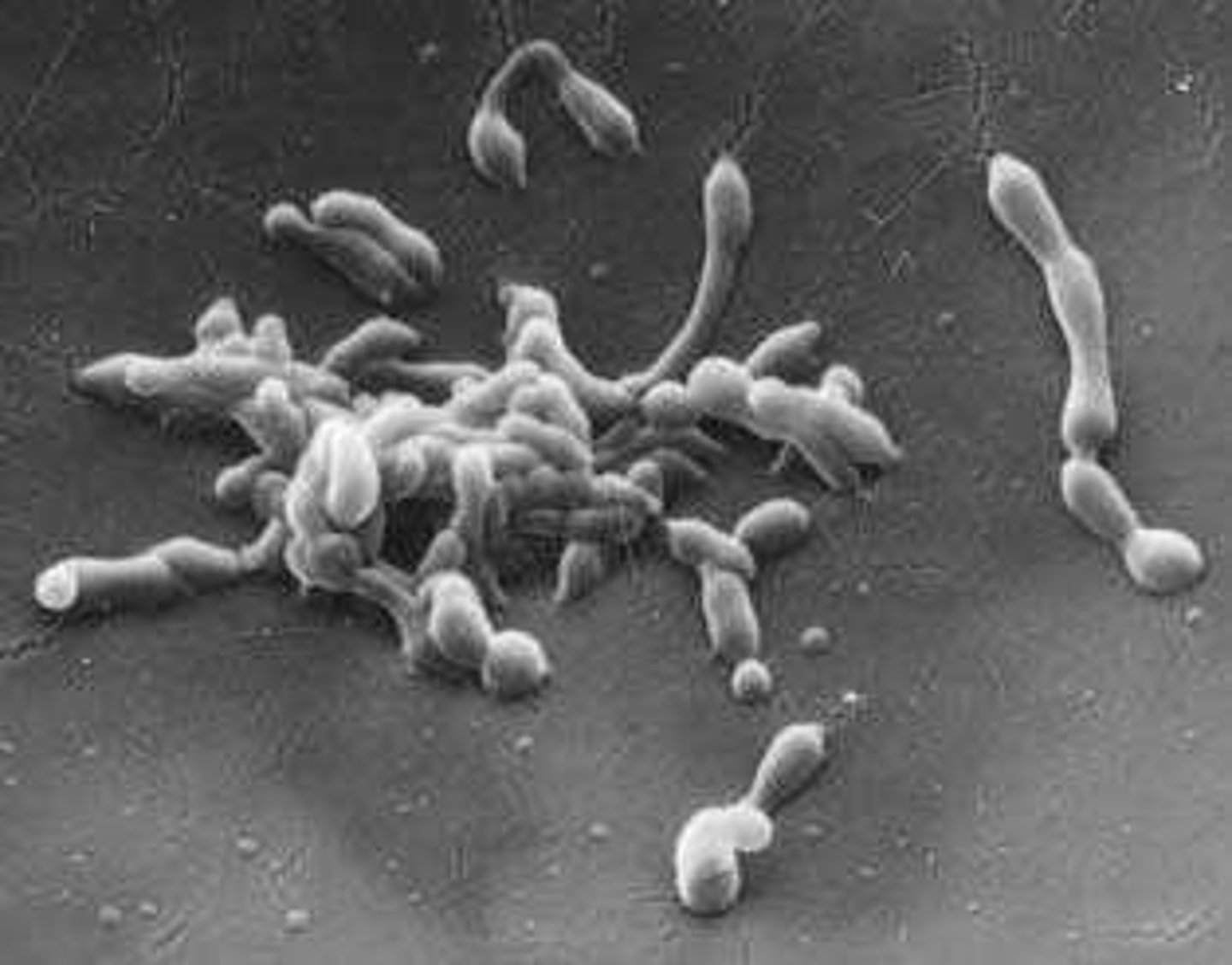 <p>Example of a multicellular organism used in studies.</p>