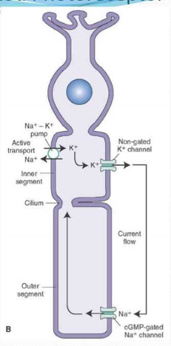 <p>Inner segment. </p>