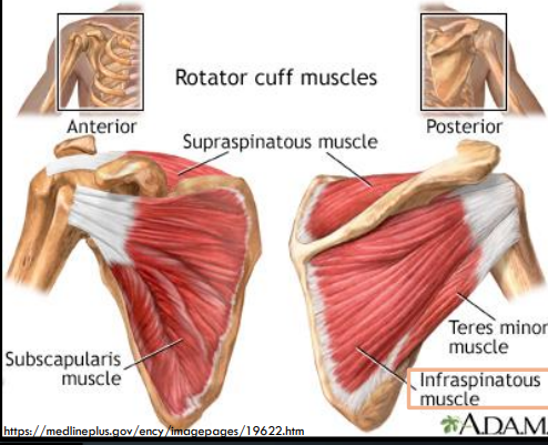 <p>Occupies a major part of the posterior scapula</p>