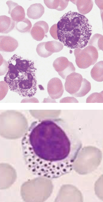 <p>deep purple to lilac granules that appear in all types of WBCs:</p>