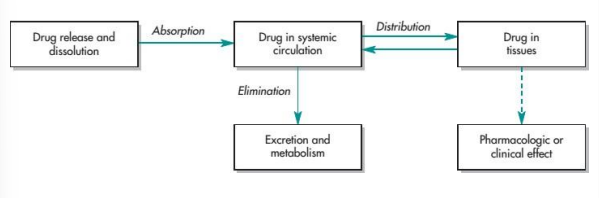 <ul><li><p><strong>What the body does to the drug </strong></p></li><li><p>Design the drug so that it is <strong>capable of reaching that target</strong></p></li></ul><p></p>