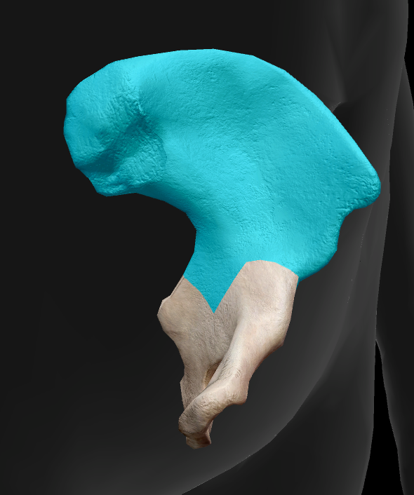 term image