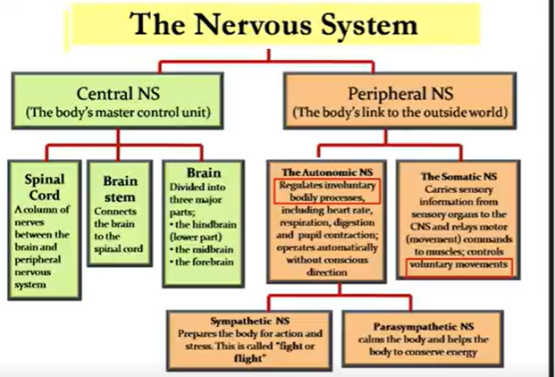 <p>SNS: catecholamines (epi, norepi, dopamine) connected → adrenergic receptors (a1 a 2 b1 b2 b3)</p><p>PNS: Acetylcholine; connected → cholinergic receptors (muscarinic & nicotinic)</p><p></p><p>Dendrites ← stimuli → axons</p><ul><li><p>Schwann cells: myelin/white matter (^ speed)</p></li></ul><p></p><p>Cell firing:</p><ul><li><p>stimulus → Na channels → threshold → ^ Na channels → Na enters cell → depolarization → K channels open → K diffuses out → repolarization</p></li></ul><p></p><p>Meninges:</p><ul><li><p>Dura: venous drainage</p><ul><li><p>subdural space</p></li></ul></li><li><p>Arachnoid: waterproof</p><ul><li><p>subarachnoid space (w/CSF)</p></li></ul></li><li><p>Pia: Holds cerebral arteries</p></li></ul><p></p><p>CSF: sim to blood plasma</p><ul><li><p>600ml/day produced from choroid plexuses</p></li><li><p>Inside brain ventricles → s.c.</p></li><li><p>leaks → out capillaries → arachnoid villi → venous circulation</p></li></ul><p></p><p>-plegia: stoke/paralysis</p><p>Paresis: weakness</p><p>Hemi: both limbs on 1 side</p><p>Di/para: both limbs</p><p>Quadri: all limbs</p>