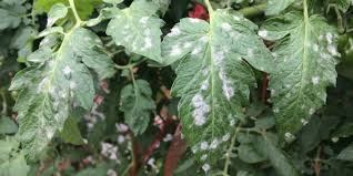 <ul><li><p>A fungal disease that appears as a white or gray powder on plant leaves and stems, typically thriving in warm, dry conditions. It can hinder photosynthesis and reduce plant vigor. </p></li><li><p>To fix use fungicides, improve air circulation, and ensure adequate watering to reduce leaf wetness. </p></li></ul><p></p>
