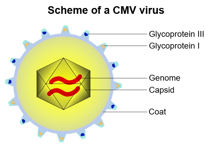 <p>What is the role of the capsid in a virus, and what is it made of?</p>