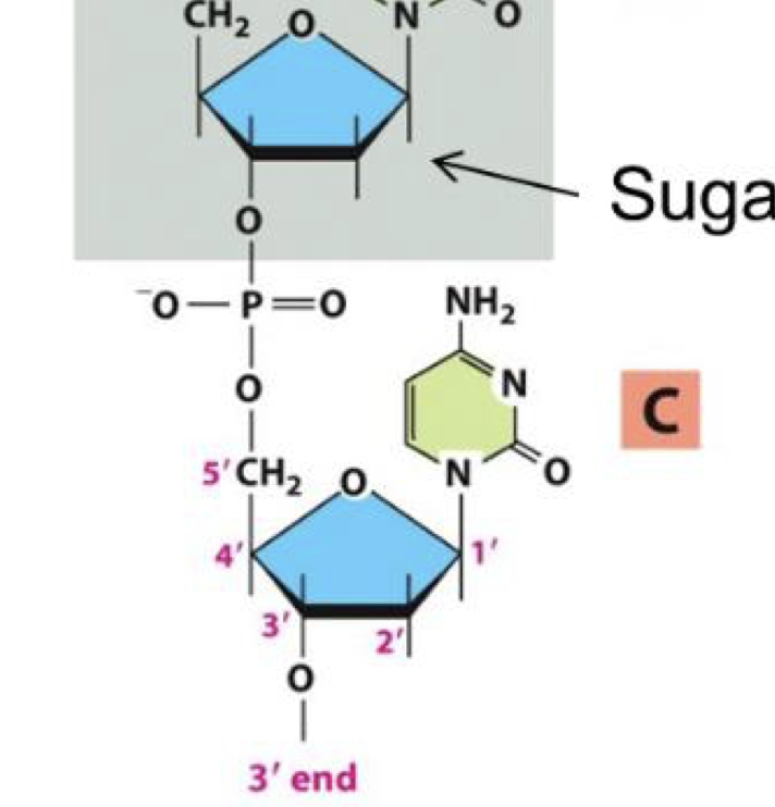 <p>phosphodiester covalent bond (the next nucleotide binds onto the Oxygen molecule at the end of the 3rd carbon on the deoxyribose (3’ end), and 5’ end of new nucleotide binds with phosphate bond in phosphate group</p>