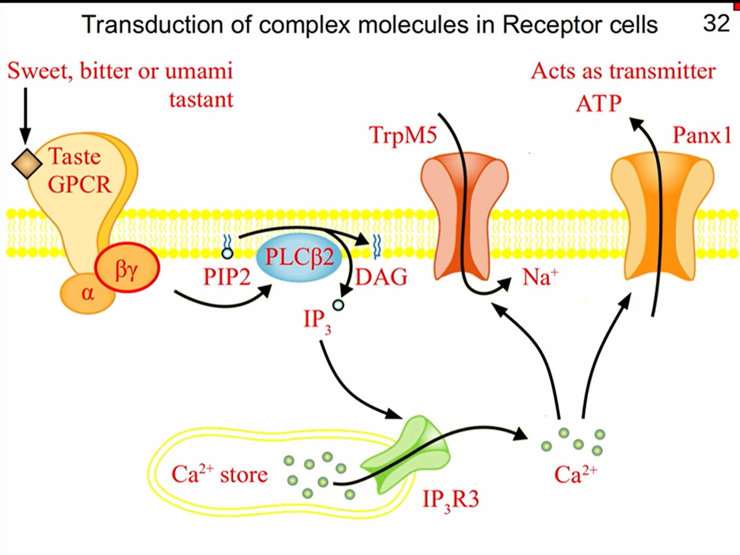 <p>GPCR detects target</p><p>beta-gamma subunit activates PLC</p><p>turns PIP<sub>2</sub> into IP<sub>3</sub> and DAG</p><p>IP<sub><sup>3</sup></sub> opens Ca<sup>2+</sup> channels in sER</p><p>Ca<sup>2+</sup> opens Trpm5 channel to let in Na<sup>+</sup> and Panx1 to let out ATP</p><p>ATP acts as a purinergic transmitter</p>