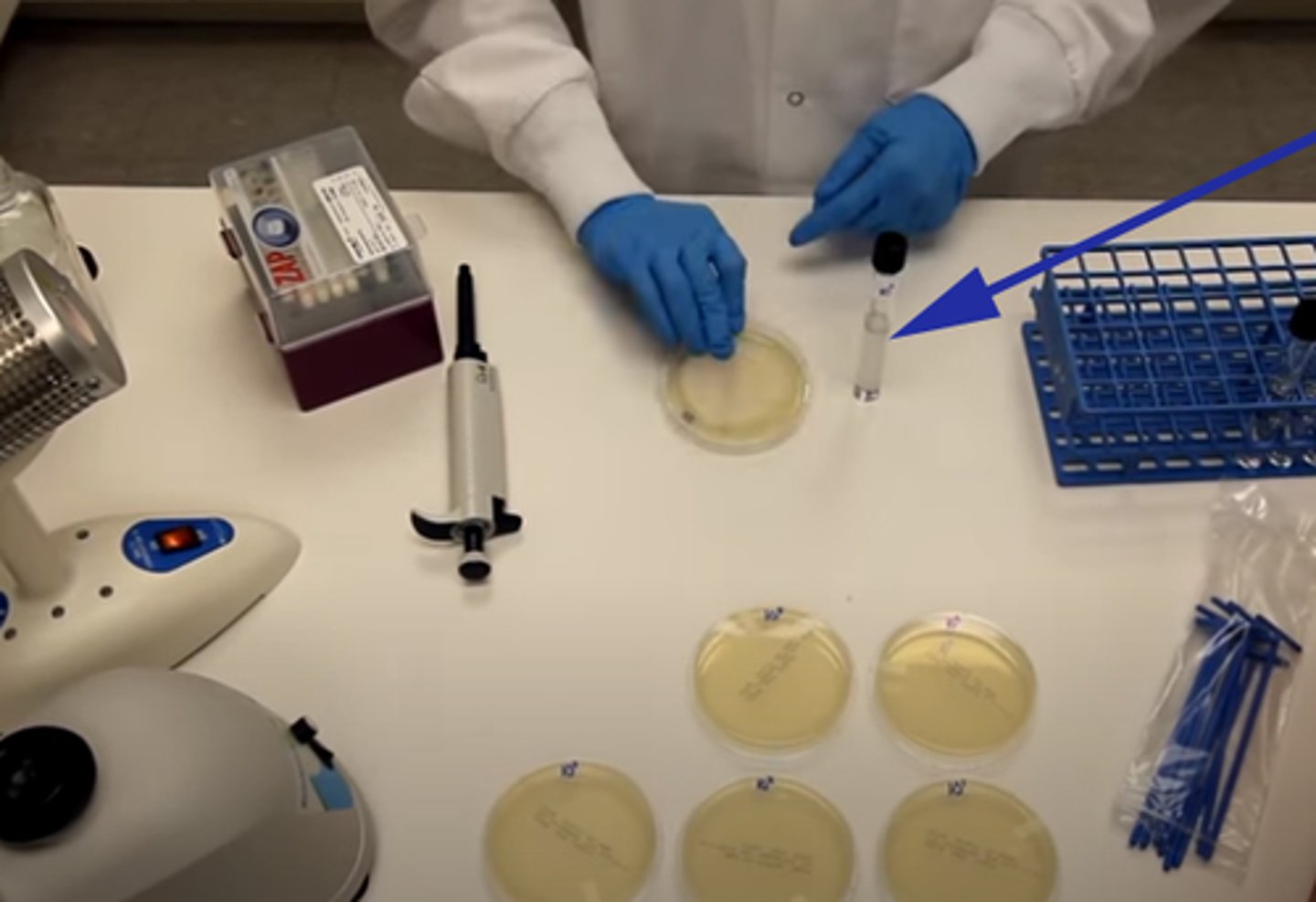 <p>to distribute the inoculum evenly</p>