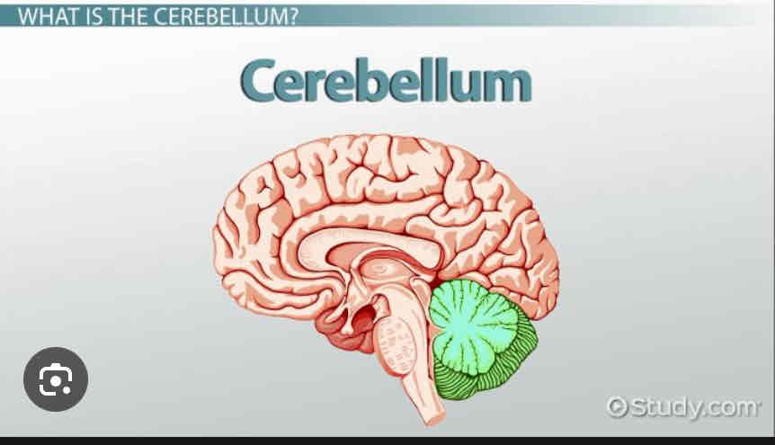 <p>Cerebellum</p>