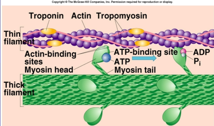 <p>promote muscle contraction; frees binding site of actin filaments</p>