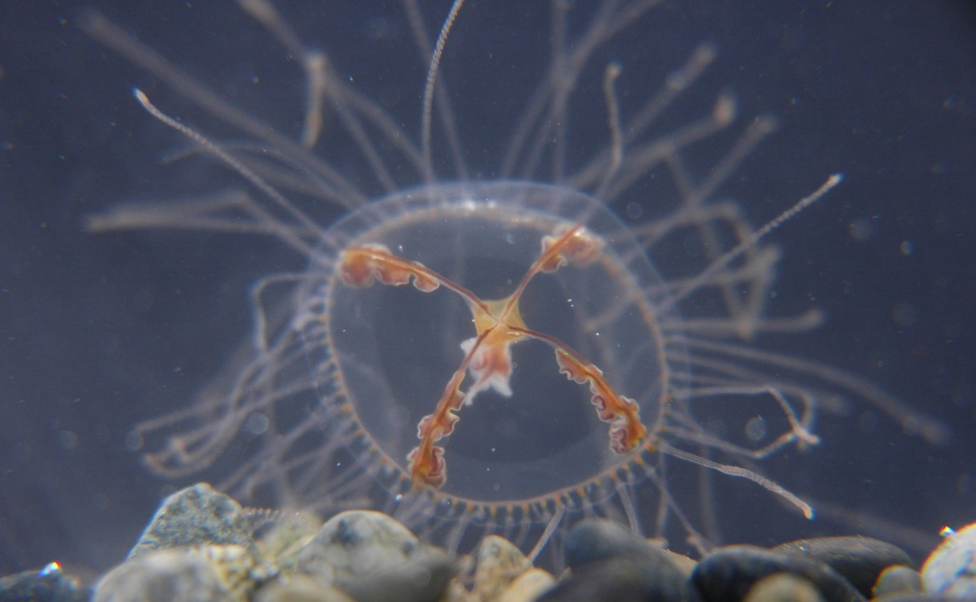 <p>Identify the phylum, class, and genus of this animal</p>