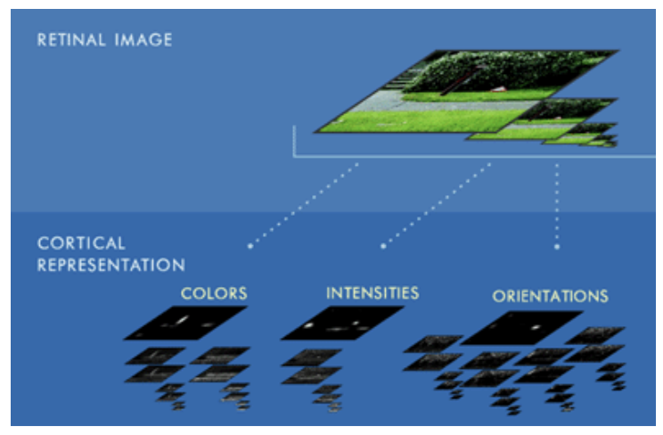 <ul><li><p><span>Different areas have different visual functions</span></p></li><li><p><span>Even for basic physical features like intensity, orientation, motion, color</span></p></li><li><p><span>We can represent this schematically in maps like this, called <em>feature maps</em></span></p></li></ul><p></p>