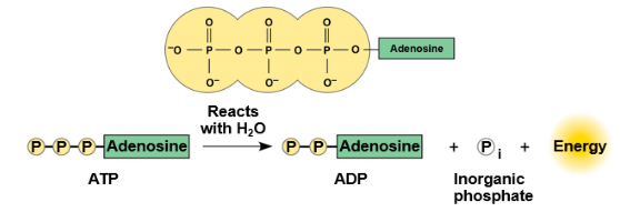 <p>Cellular energy currency; formed from ADP and phosphate; drives most cellular reactions.</p>
