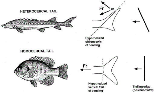 <p><strong>Heterocercal</strong> tail with unequal lobes</p><ul><li><p><span style="font-family: "Times New Roman", serif;">Vertebral column extends into the upper lobe, making it longer and asymmetrical</span></p></li></ul><p></p>