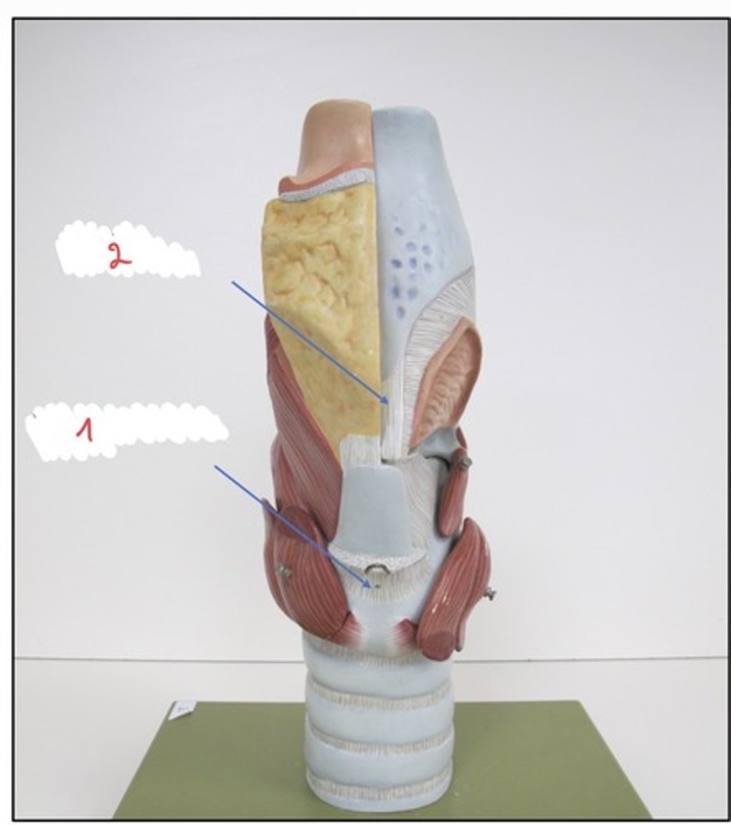 <p>wat wordt er aangeduid met 2</p>