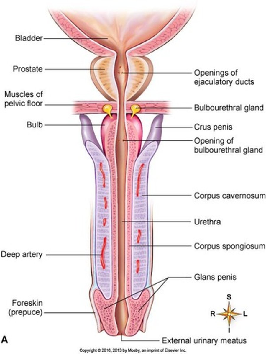 <p>About 2.5 - 5 mL.</p>