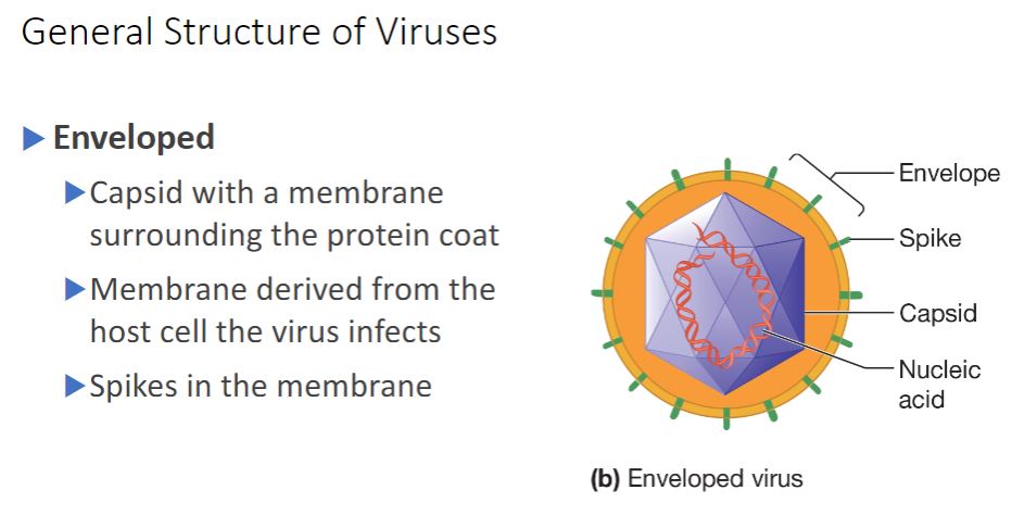 <ul><li><p>(Image below) (b) An enveloped virus is composed of a nucleocapsid has viral proteins called spikes inserted into it. surrounded by a membrane called an envelope. The envelope usually</p></li></ul>