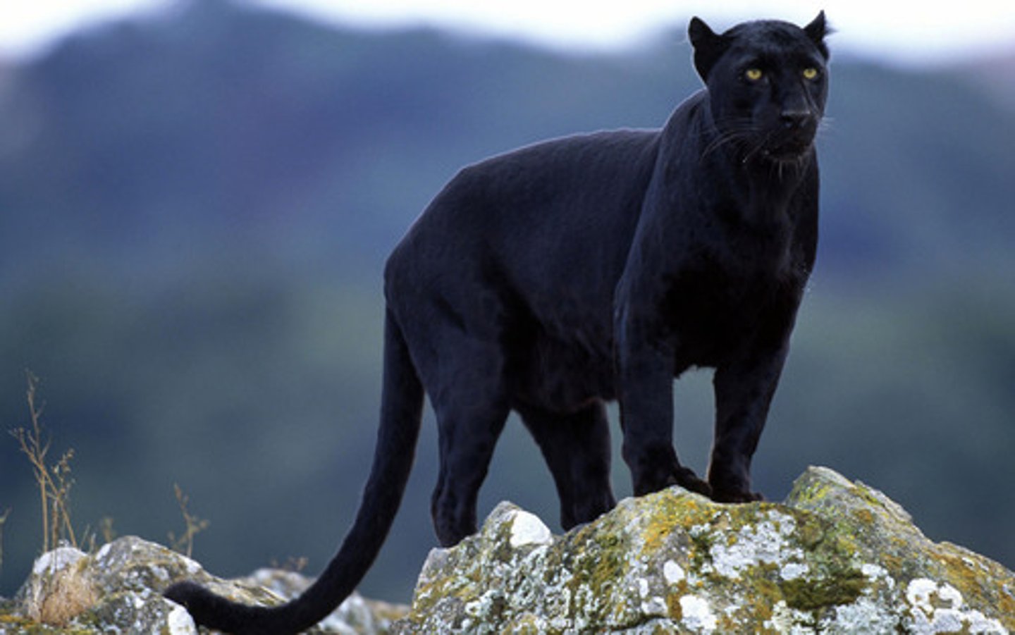 <p>panther</p>