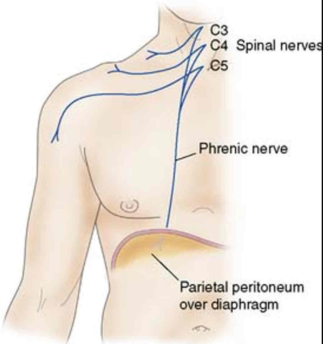 <p>Shoulders and Costal margins</p>