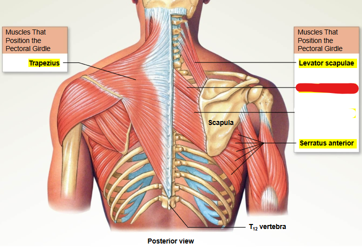 <p>What muscle is this?</p>
