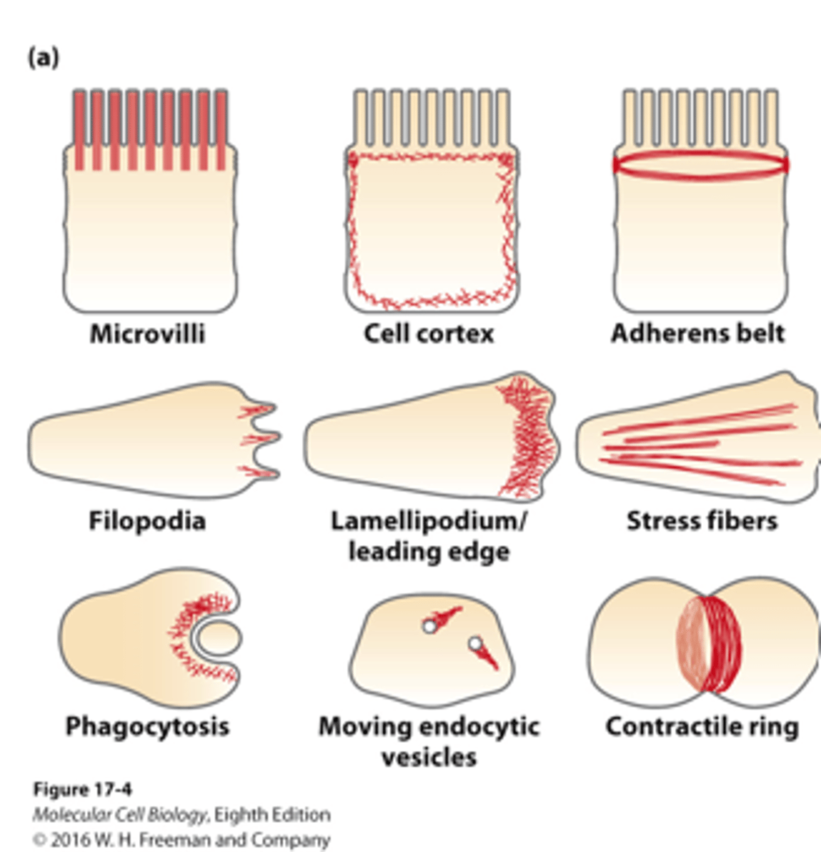 <p>______________ can be organized into a variety of different structures with distinctive activities within a cell/in different types of cells</p>
