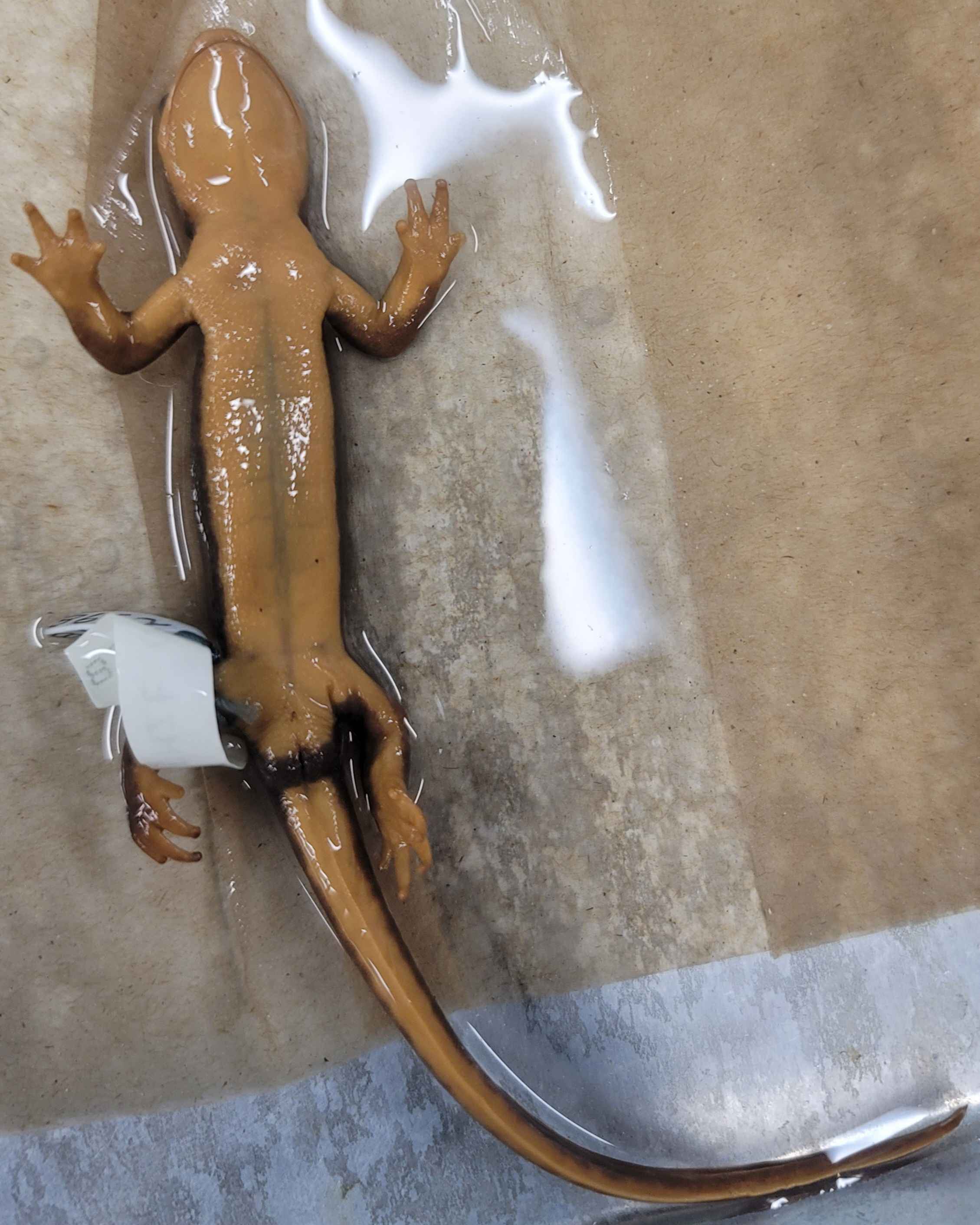 <p><span>Taricha rivularis</span></p>