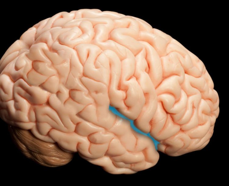 <p>what fissure separates the frontal lobe and the temporal lobe</p>