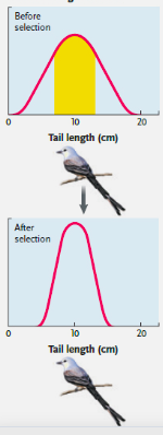 <p>a mode of natural selection where it favors the mean phenotype over extreme phenotypes </p>