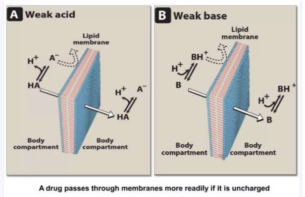 <ul><li><p><span><span>It affects the ionisation of weak acids and bases, which changes how drugs dissolve and absorb<br></span></span><span data-name="black_small_square" data-type="emoji">▪</span><span><span> It influences drug solubility<br></span></span><span data-name="black_small_square" data-type="emoji">▪</span><span><span> And importantly, it impacts drug absorption across membranes into the<br>bloodstream</span></span></p></li></ul><p></p>