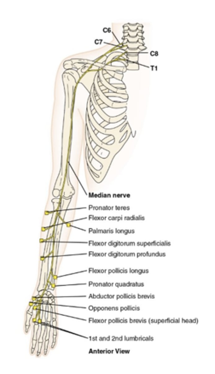 <ul><li><p>smallest of the three arm and hand nerves; runs along the mid forearm and extends into the hands</p></li><li><p>innervates the anterior muscles on the lateral (radial) aspect of the wrist</p></li></ul><p></p>