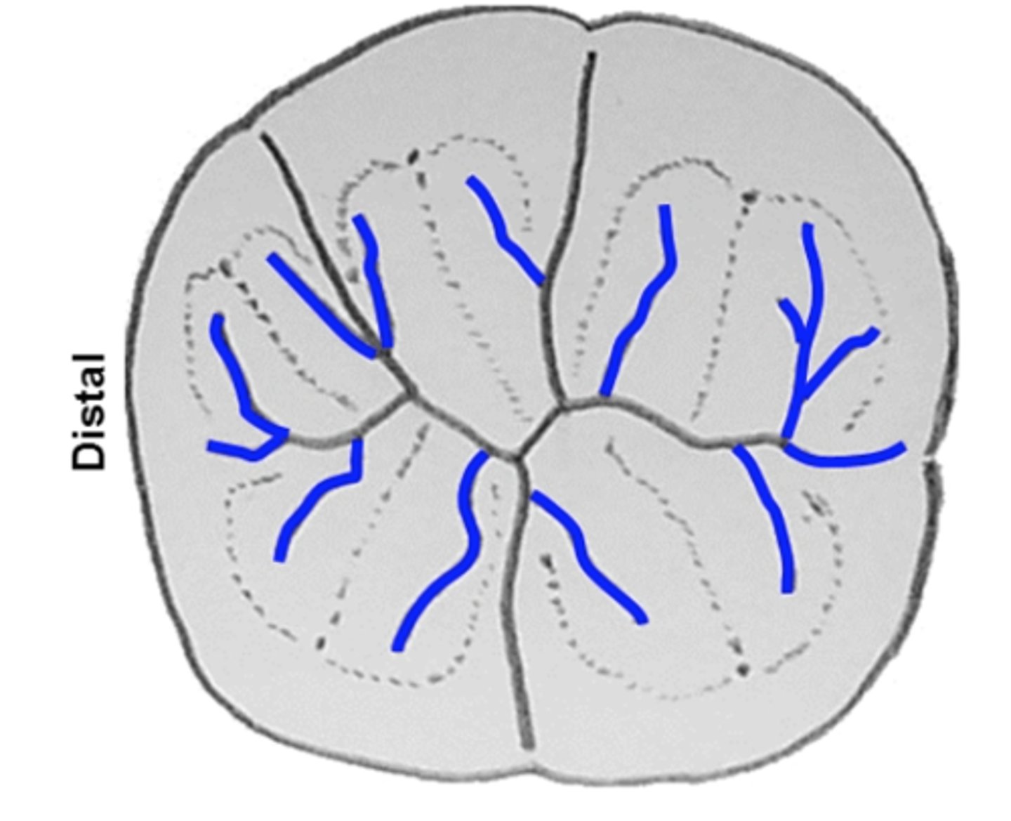 <p>An auxiliary groove that branches from a developmental groove</p>