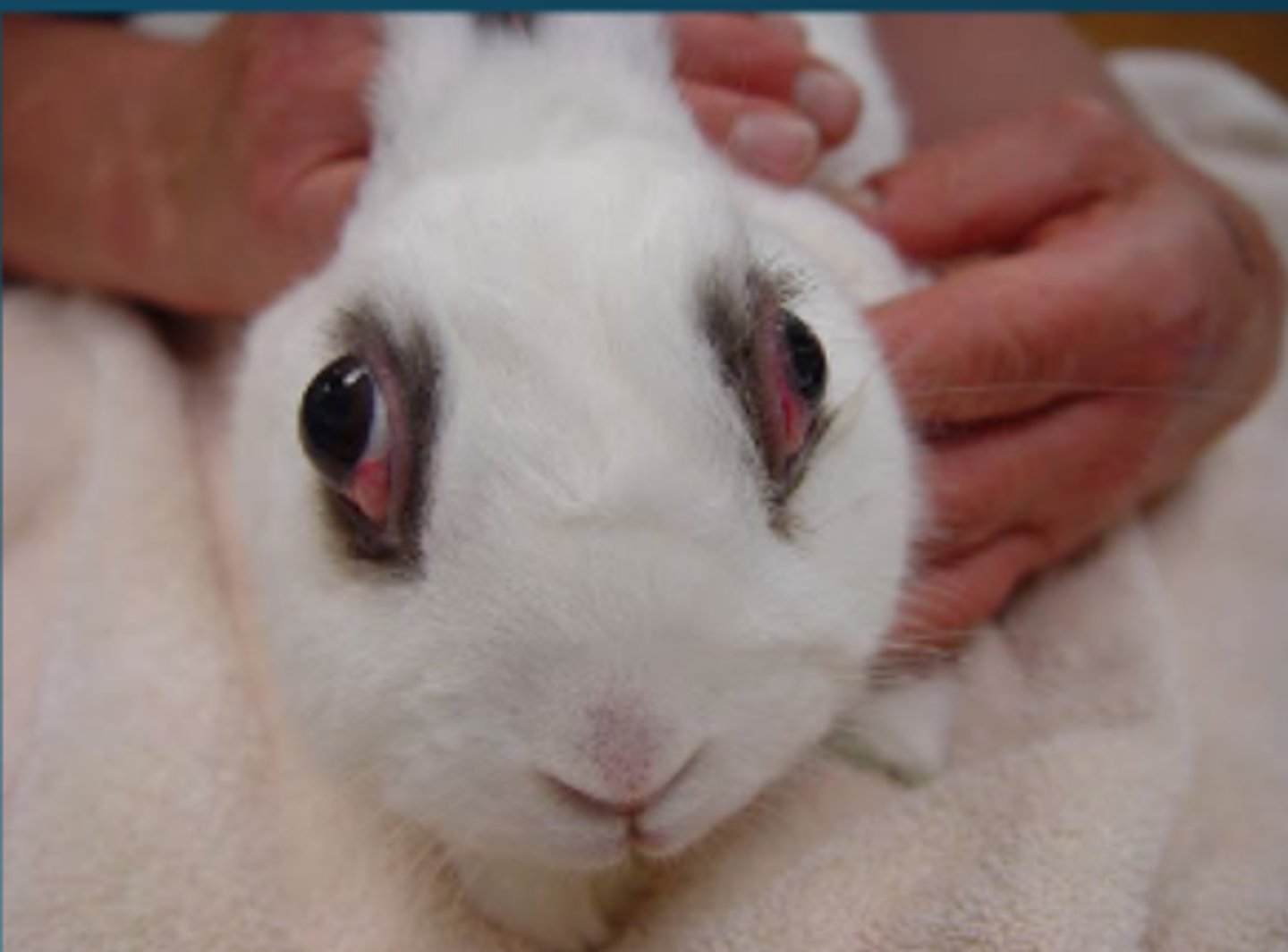 <p>A middle aged to older rabbit presents with bilateral exophthalmia and dyspnea. What is most likely the underlying problem for this issue?</p>