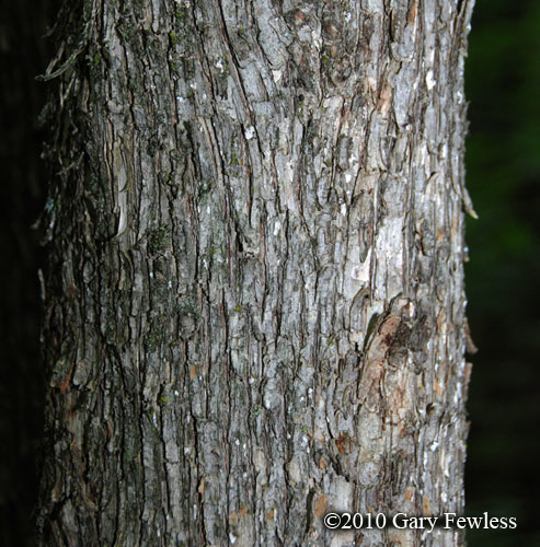 <p>ironwood, Ostrya virginiana, Betulaceae</p>