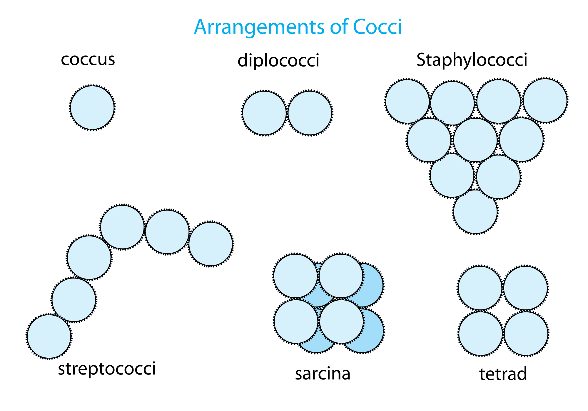 <p>spherical-shaped bacteria that can exist individually or in clusters. </p>