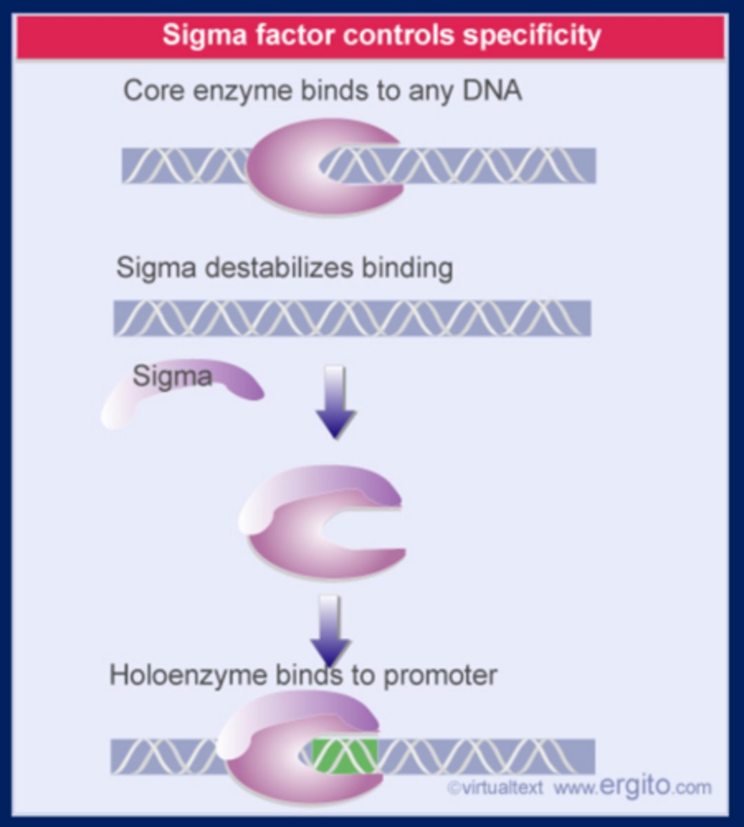 <p>Sigma factor makes RNA polymerase core enzyme go off of DNA and find a promoter</p>