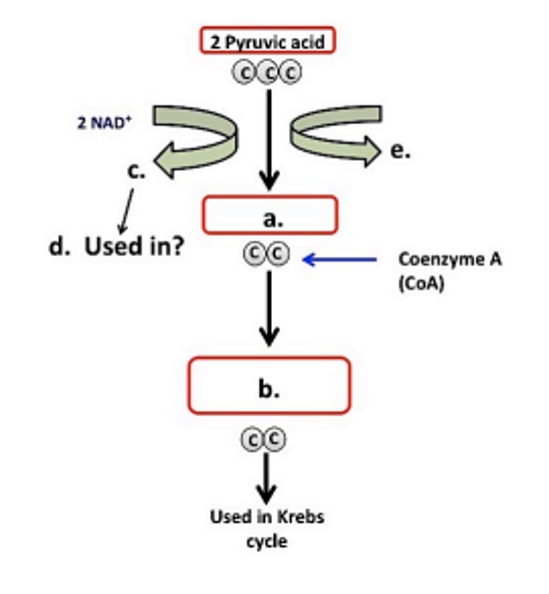 <p>a. acetate<br>b. 2 acetyl CoA<br>c. 2 NADH<br>d. ETC<br>e. 2 CO2</p>