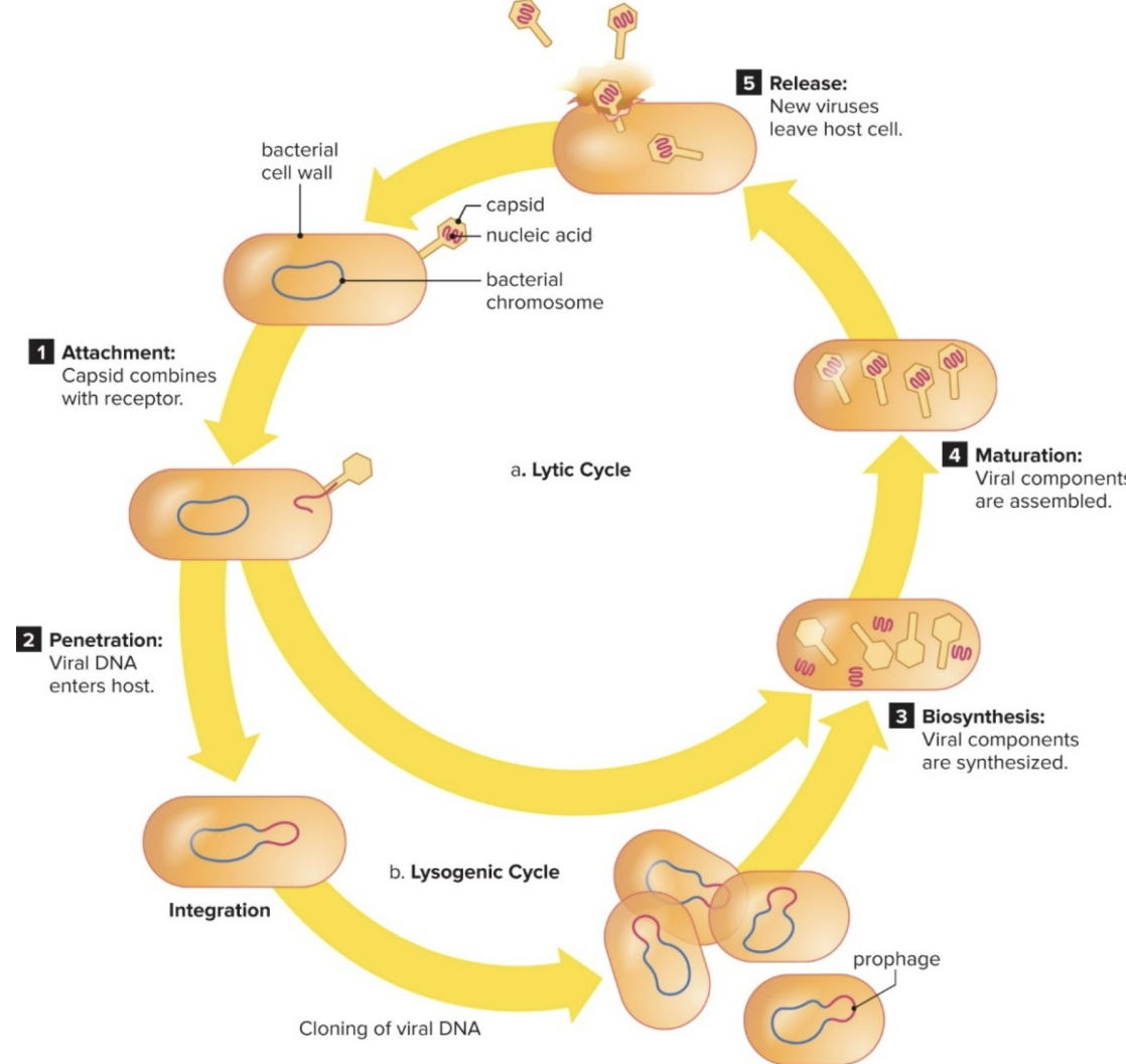 <ol><li><p>Attachment</p></li><li><p>Penetration</p></li><li><p>Biosynthesis</p></li><li><p>Maturation</p></li><li><p>Release</p></li></ol>