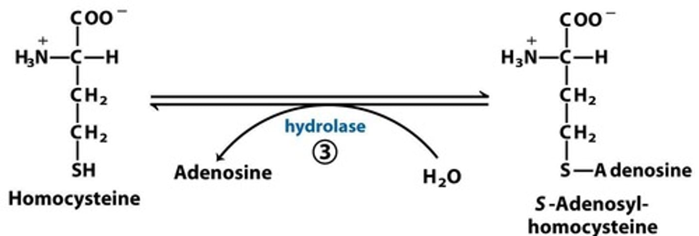 <p>S-adenosyl-homocysteine is hydrolyzed into homocysteine</p>