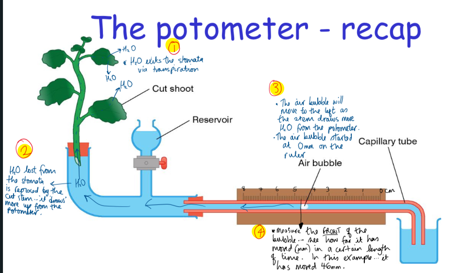 <ol><li><p>H2O exits the stomata via transpiration</p></li><li><p>H2O lost from the stomata is replaced by the cut stem = it draws more up from the potometer</p></li><li><p>the air bubble moves to the left as the stem draws more H2O from the potometer = the air bubble starts at 0mm on the ruler</p></li><li><p>measure the front of the bubble = see how far it has moved during the certain length of time</p></li></ol><p></p>