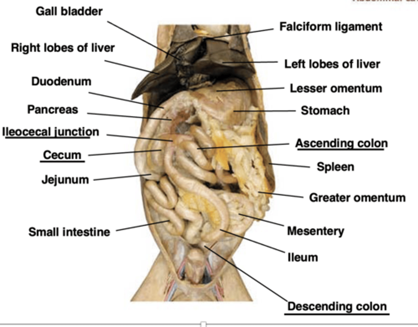 <p>ileocecal valve</p><p>cecum</p><p>ascending colon</p><p>transverse colon</p><p>descending colon</p>