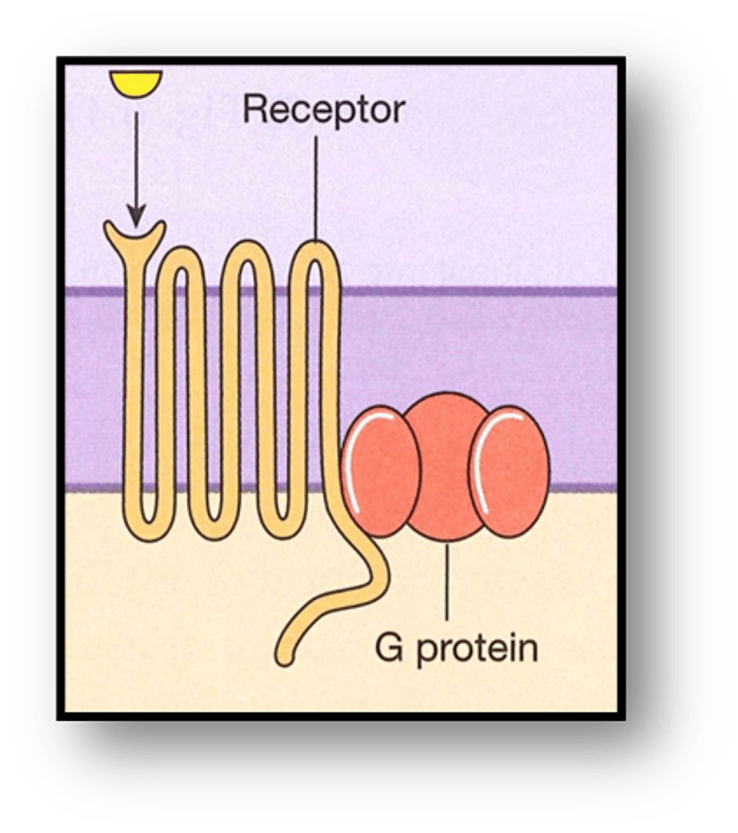 <p>-Single polypeptide</p><p>-7 transmembrane domains (alpha helices)</p><p>--Bind to a G-protein (alpha, beta, gamma)</p><p>-Ligand binds to either the extracellular domain or within the transmembrane domain</p>